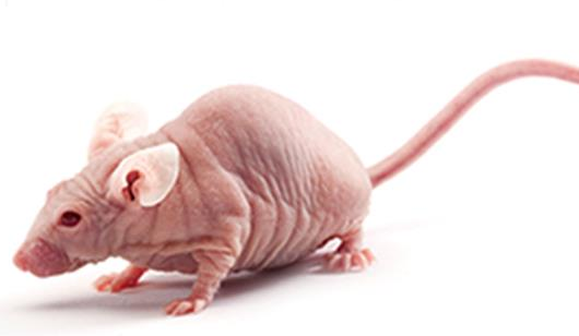 balb/c裸鼠