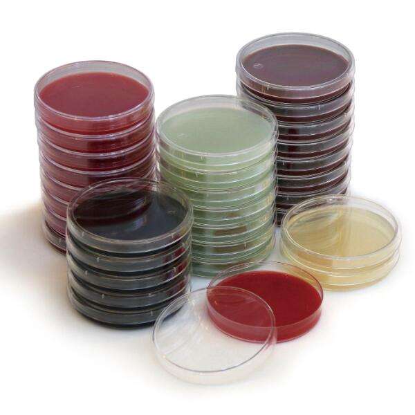 平板计数琼脂平板(pcr)