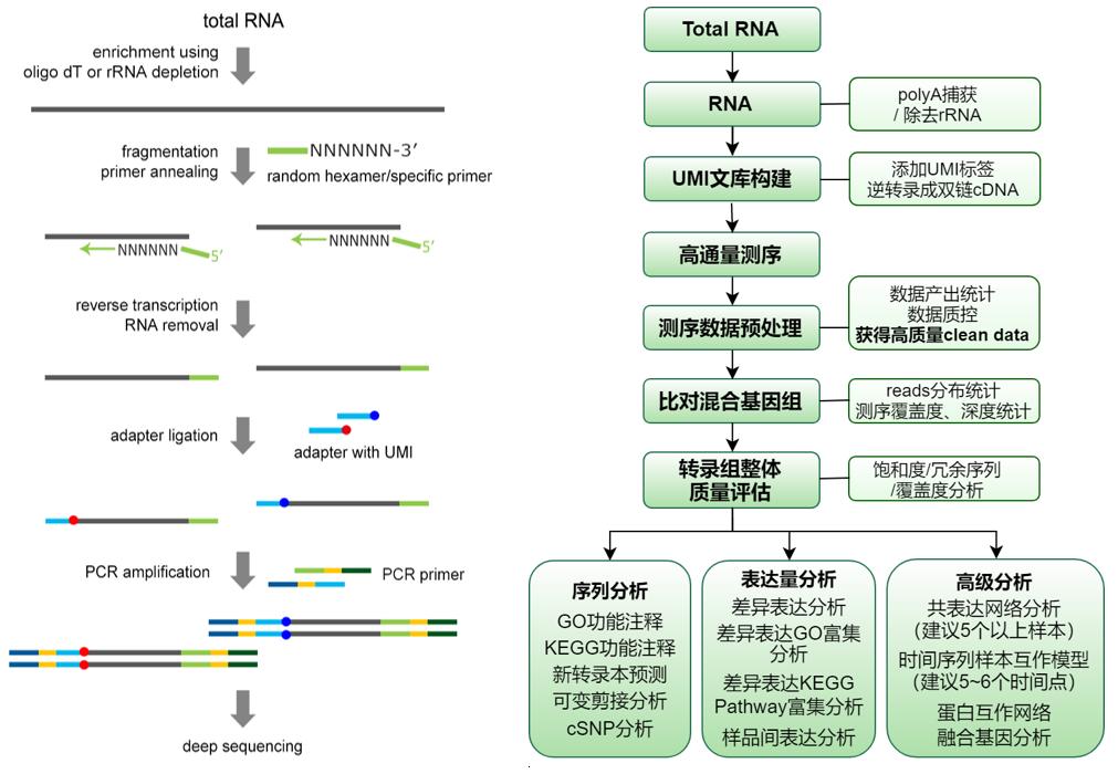 15个样本转录组建库测序分析