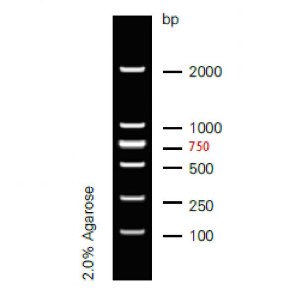 d2000 dna ladder