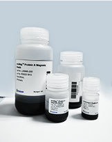 Protein A/G MagBeads
