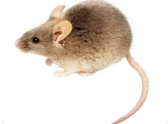 c57bl/6j小鼠10-12周 雌性