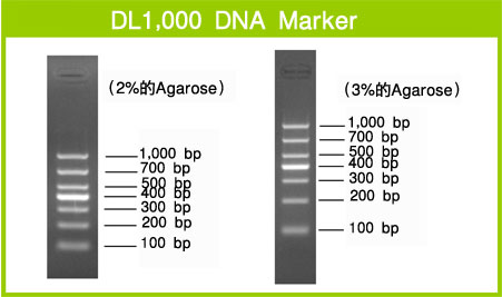 DL1000marker图图片