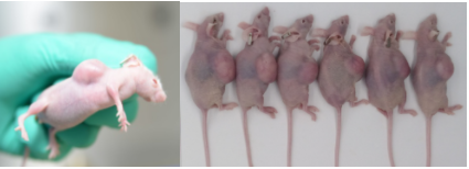 小鼠肿瘤模型构建