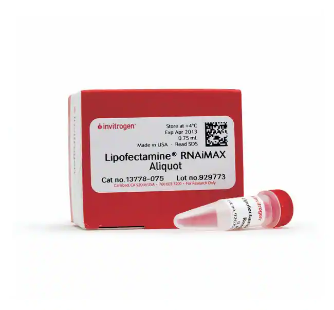 Lipofectamine RNAiMAX 转染试剂