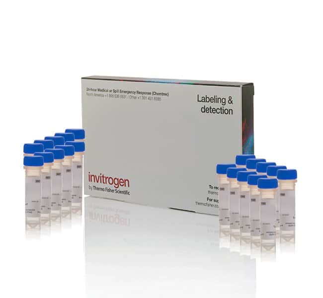 LysoTracker 红色活细胞溶酶体染料 20×50 UL