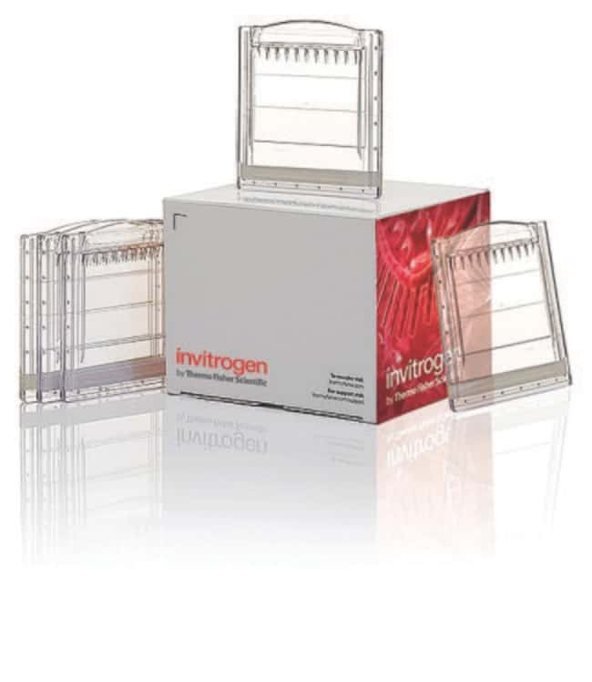 Novex 16%，Tricine，1.0 mm，小型蛋白凝胶，10孔