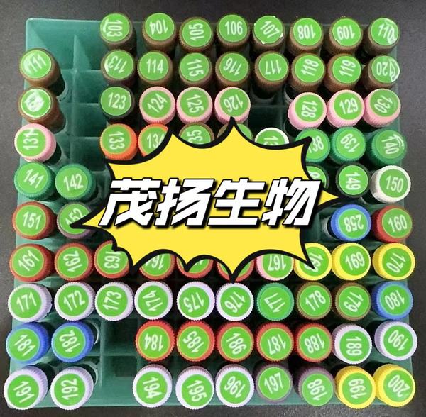 肠系膜淋巴结单细胞解离