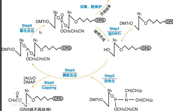 基因合成