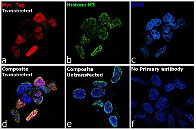 Myc Tag Monoclonal Antibody (Myc.A7)