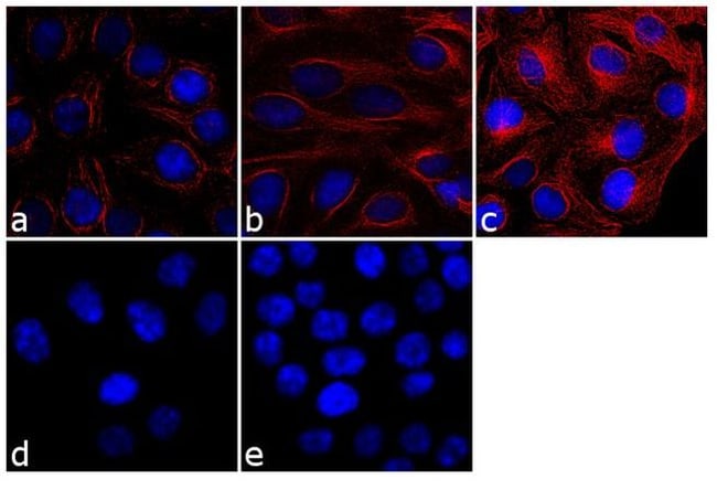 Goat anti-Mouse IgG (H+L) Cross-Adsorbed Secondary Antibody, Cyanine3