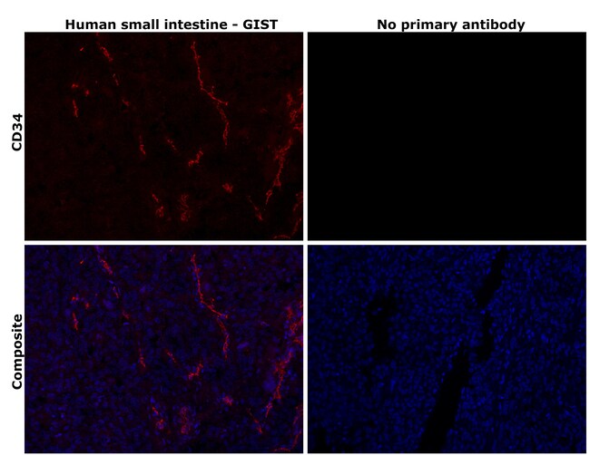 CD34 Monoclonal Antibody (QBEND/10)