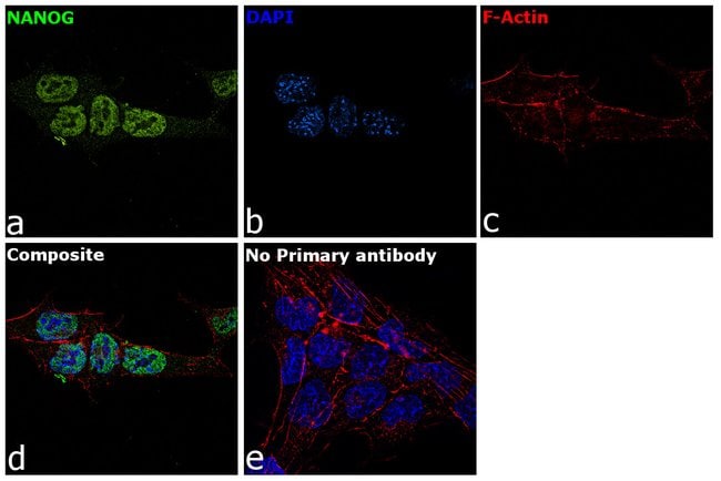Nanog Polyclonal Antibody