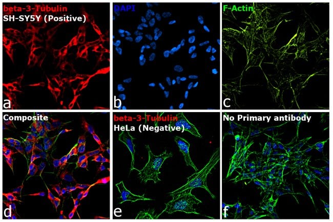 Goat anti-Mouse IgG2a Cross-Adsorbed Secondary Antibody, Alexa Fluor 647