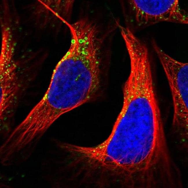 TMEM256 Polyclonal Antibody