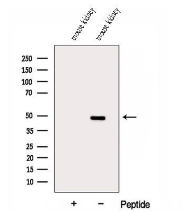 DUSP7 Polyclonal Antibody