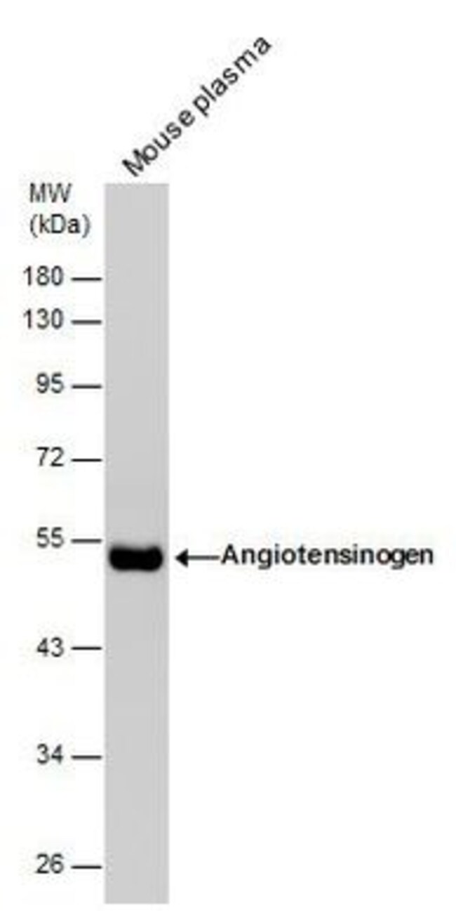 Angiotensinogen Polyclonal Antibody