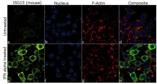 ISG15 Recombinant Rabbit Monoclonal Antibody (1H9L21)