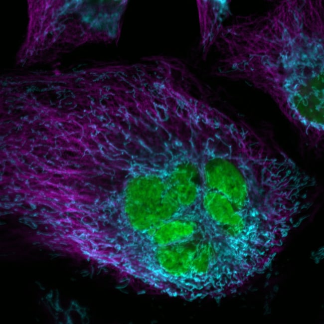 Donkey anti-Mouse IgG (H+L) Highly Cross-Adsorbed Secondary Antibody, Alexa Fluor Plus 405