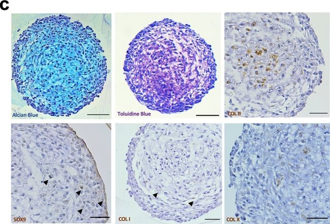 Rabbit IgG Isotype Control