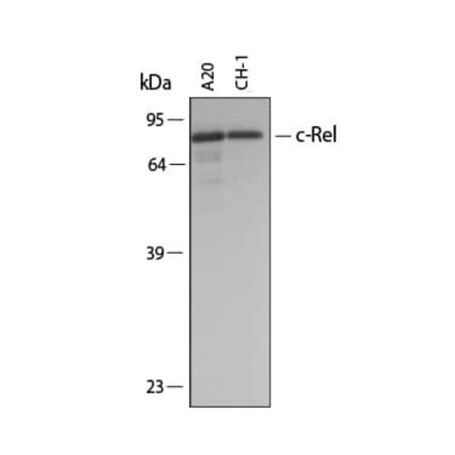 c-Rel Polyclonal Antibody