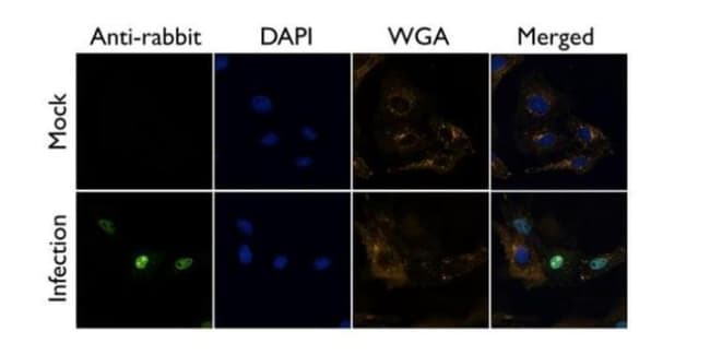 Influenza A NS1 Polyclonal Antibody