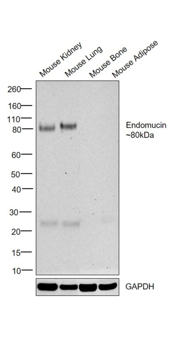 Endomucin Monoclonal Antibody (eBioV.7C7 (V.7C7)), eBioscience
