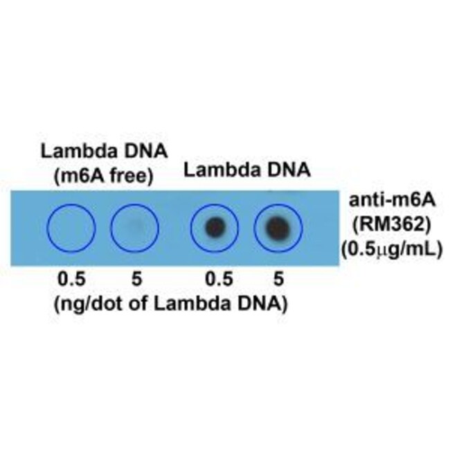 N6-Methyladenosine (m6A) Recombinant Rabbit Monoclonal Antibody (RM362)