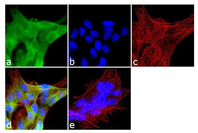 JAM3 Polyclonal Antibody
