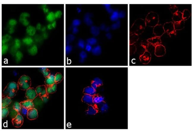 MSH2 Monoclonal Antibody (FE11)