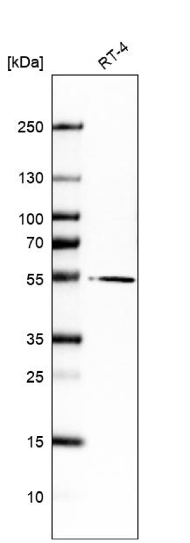MLSTD2 Polyclonal Antibody