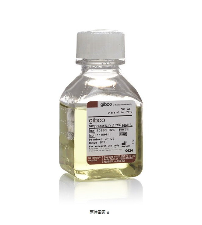 两性霉素 B