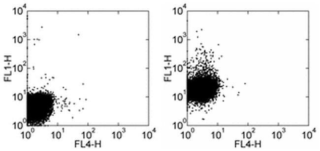 CD207 (Langerin) Monoclonal Antibody (eBioRMUL.2), Alexa Fluor 488, eBioscience
