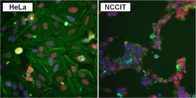 Goat anti-Rabbit IgG (H+L) Secondary Antibody, DyLight 594