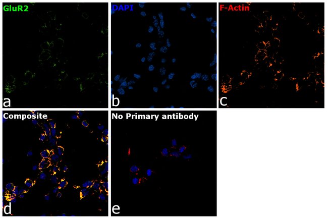 GluR2 Monoclonal Antibody (7G6)