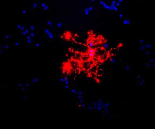 MBP Monoclonal Antibody (7G7)