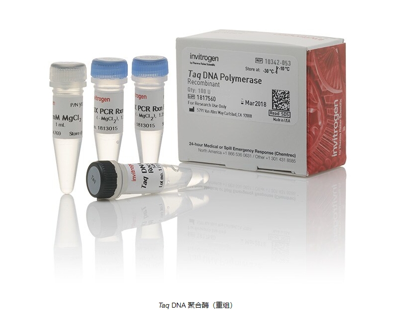 Taq DNA 聚合酶（重组）