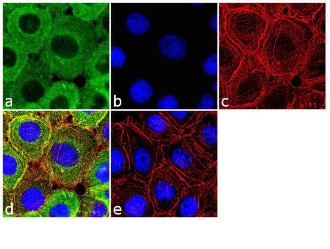 Kindlin Recombinant Rabbit Monoclonal Antibody (7H7L9)