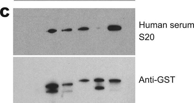 Goat anti-Human IgG Fc Cross-Adsorbed Secondary Antibody, HRP