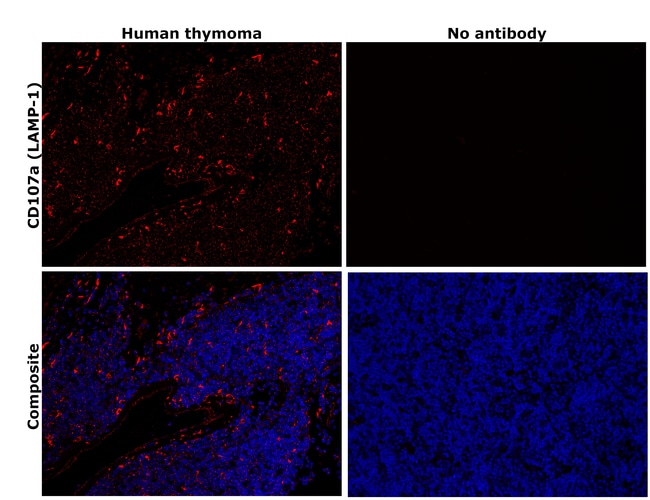 CD107a (LAMP-1) Monoclonal Antibody (eBioH4A3), eFluor 660, eBioscience