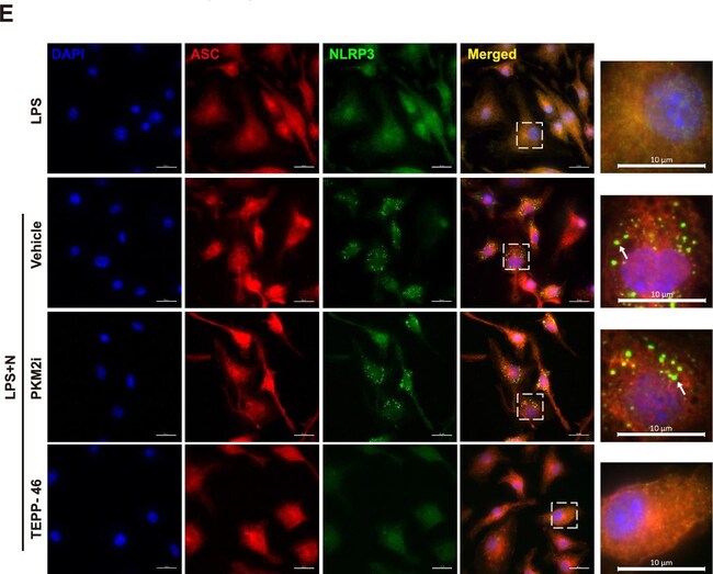 Donkey anti-Rat IgG (H+L) Highly Cross-Adsorbed Secondary Antibody, Alexa Fluor Plus 488