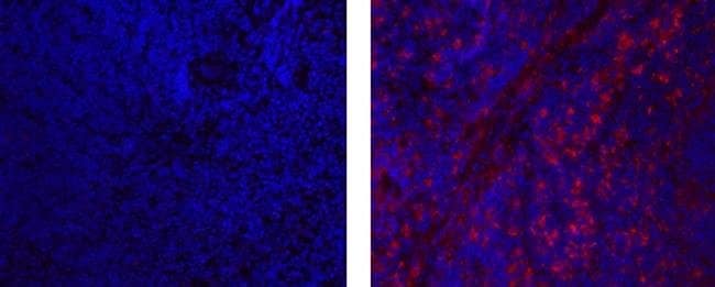 CD68 Monoclonal Antibody (FA-11), eBioscience