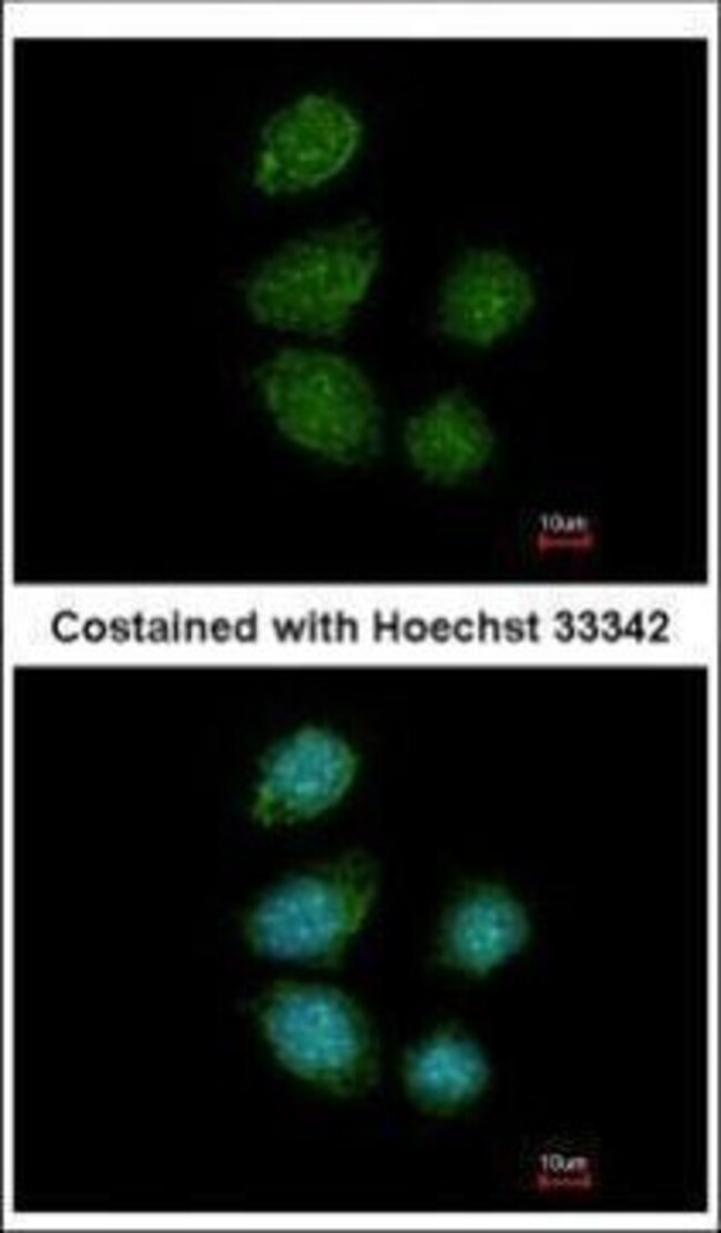 PIWIL4 Polyclonal Antibody