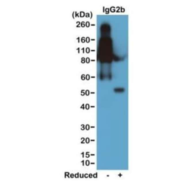 Rabbit anti-Mouse IgG2b Recombinant Secondary Antibody
