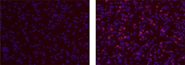 Mouse IgG1 kappa Isotype Control (P3.6.2.8.1), eBioscience