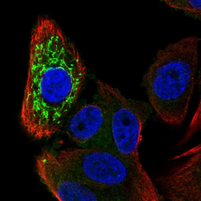 ZNFX1 Polyclonal Antibody