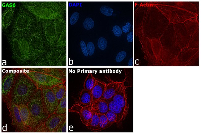 GAS6 Polyclonal Antibody