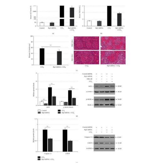 MLKL Polyclonal Antibody