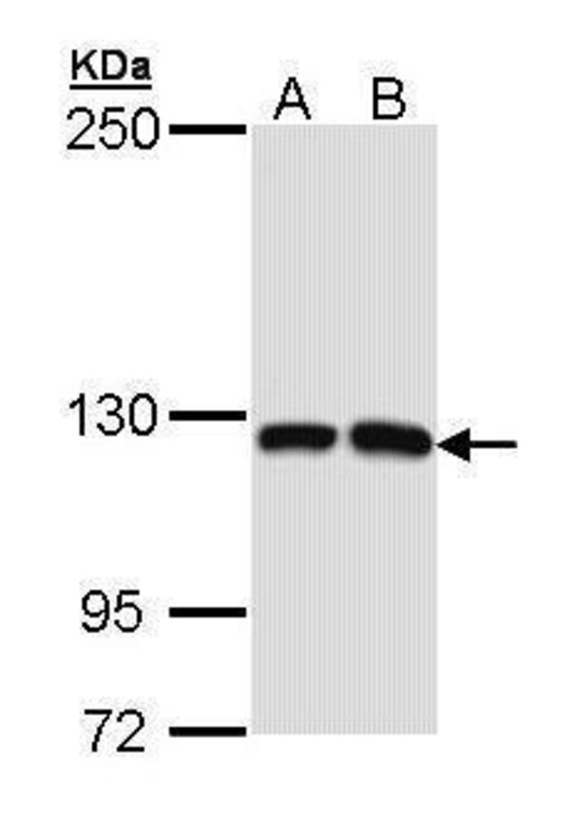 MCF2L Polyclonal Antibody