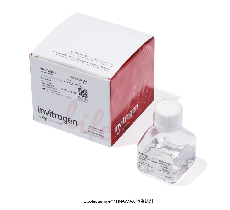 Lipofectamine™ RNAiMAX 转染试剂